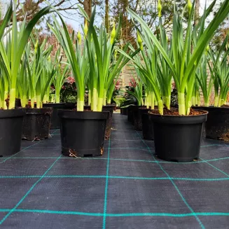 Agrotkanina czarna 100g/m2 2,5x100m PROFI - 7