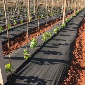 Agrowłóknina czarna 100g/m2 1,2x10m - 3